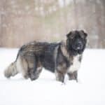 Caucasian Ovcharka in snow.