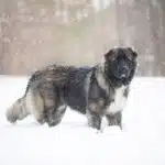 Caucasian Ovcharka in snow.