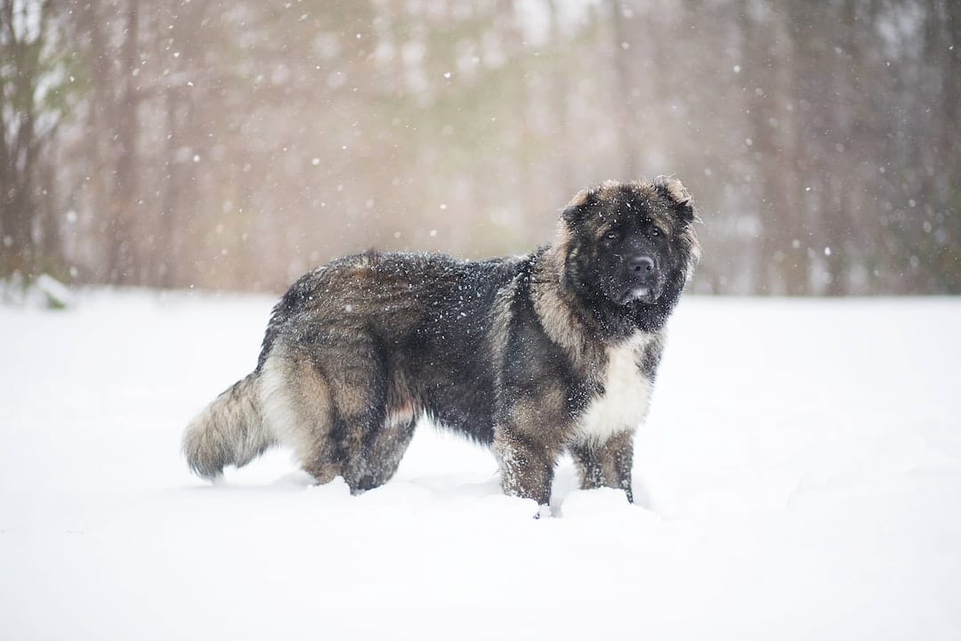 Caucasian Ovcharka in snow.