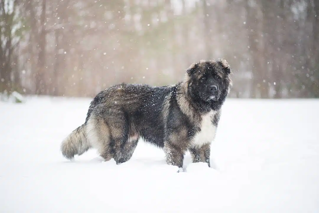 Caucasian Ovcharka in snow.
