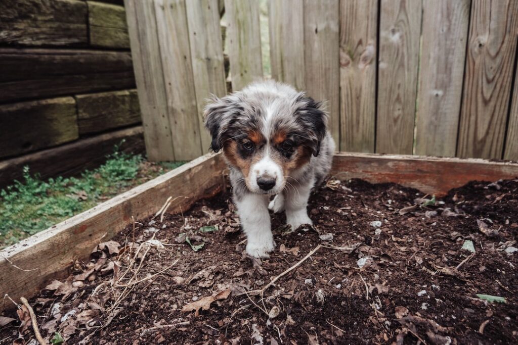 puppy walking in outdoor