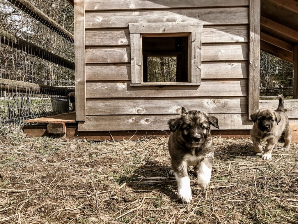 Anatolian Shepherd puppies running near a wooden dog house.

