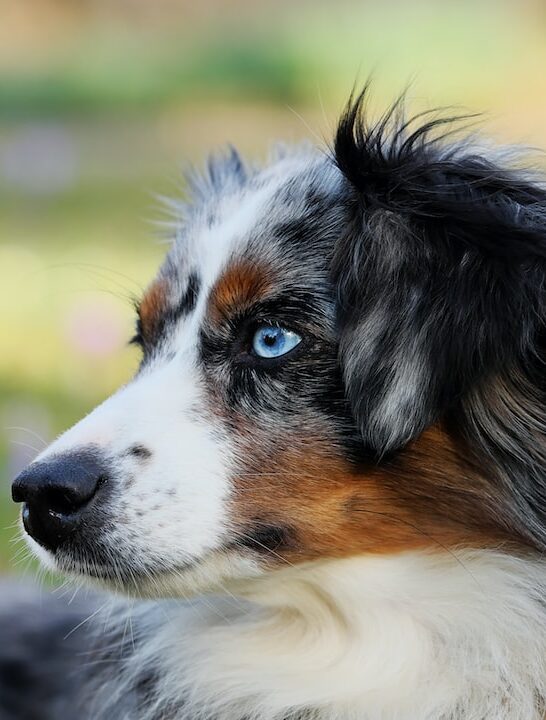 black white and brown long coated dog