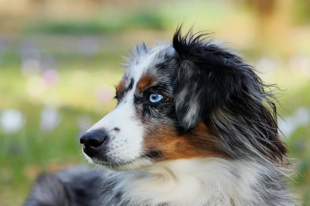 black white and brown long coated dog