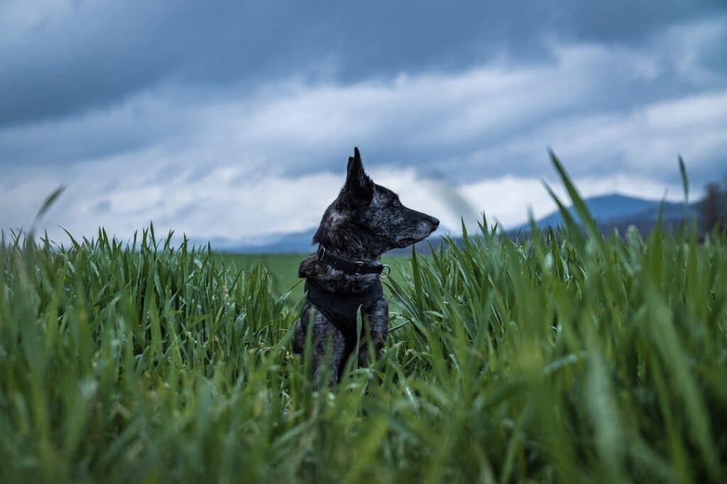 Dutch Shepherd sitting in long grass field