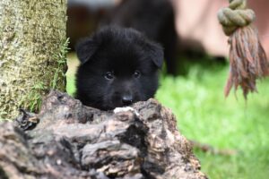 puppy Belgian Shepherd dog