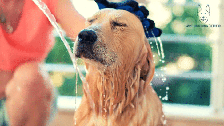 dog showering