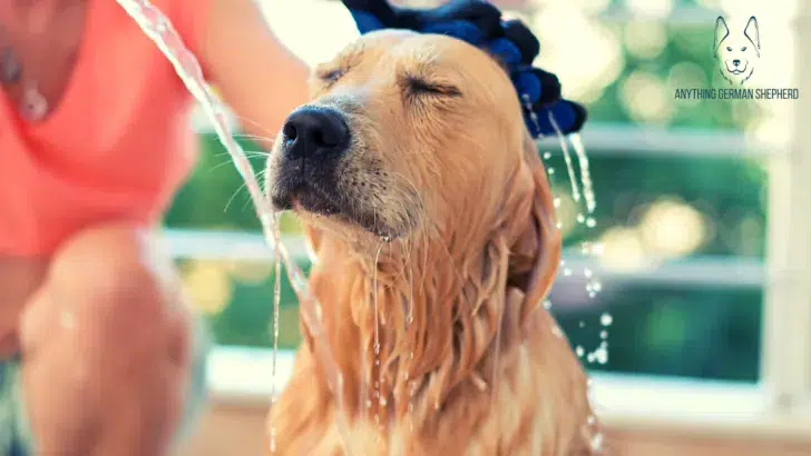 dog showering