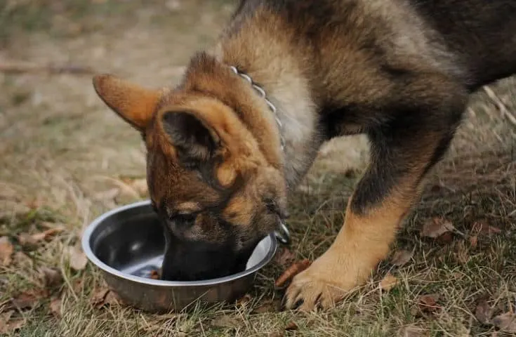 dog eating from Stainless steel dog bowls