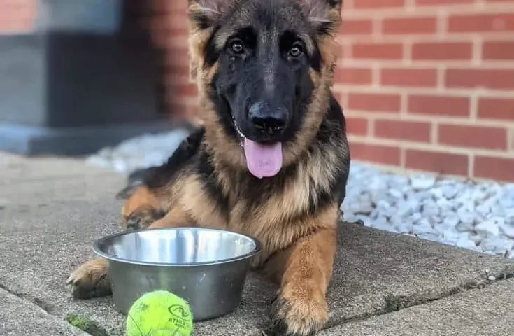 dog with a food bowl and a tennis bowl