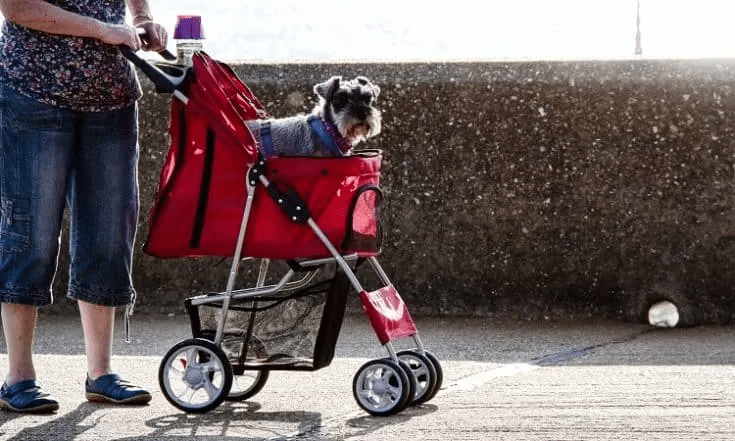 women standing with a pet in a stroller