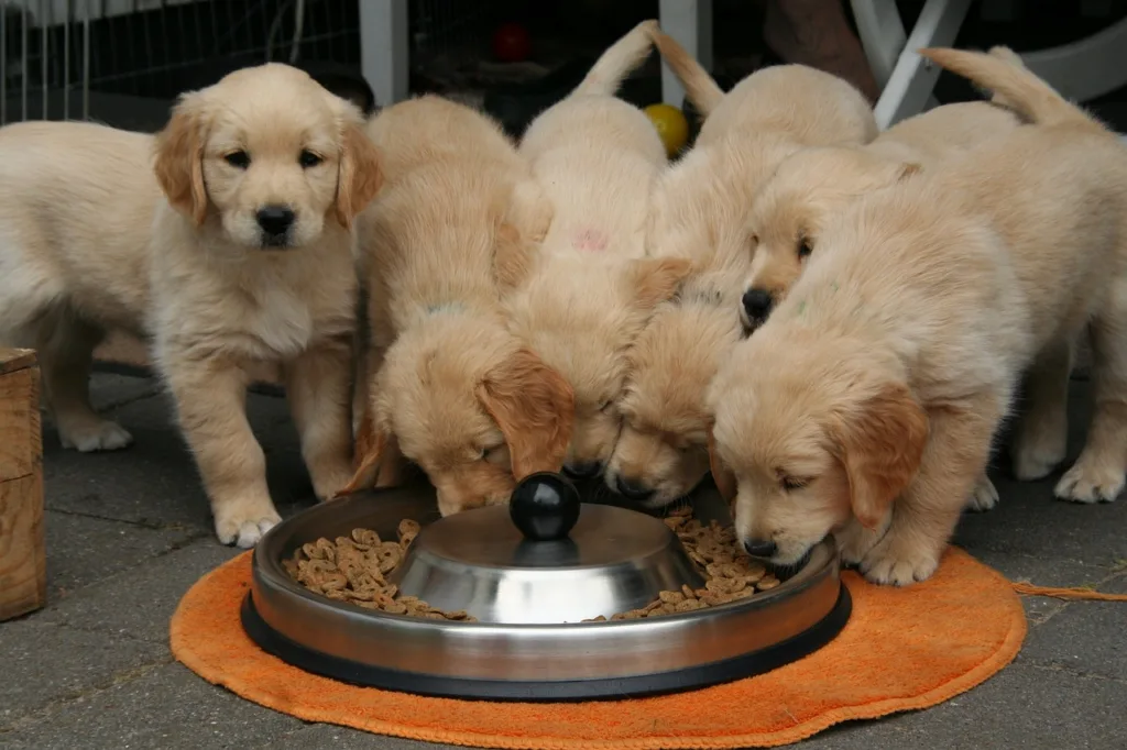 german shephder puppies eating