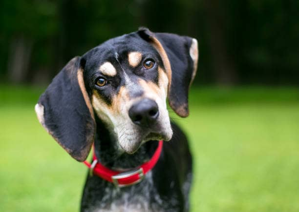 close up photo of black and brown dog