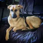 German shepherd dog sitting in couch
