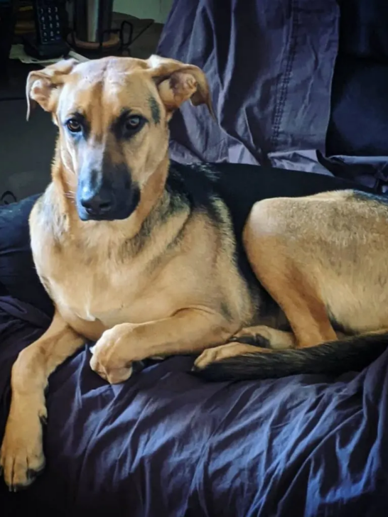 German shepherd dog sitting in couch