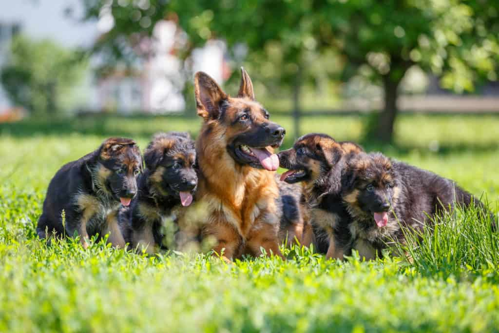 mom dog sitting in grass field with her puppies
