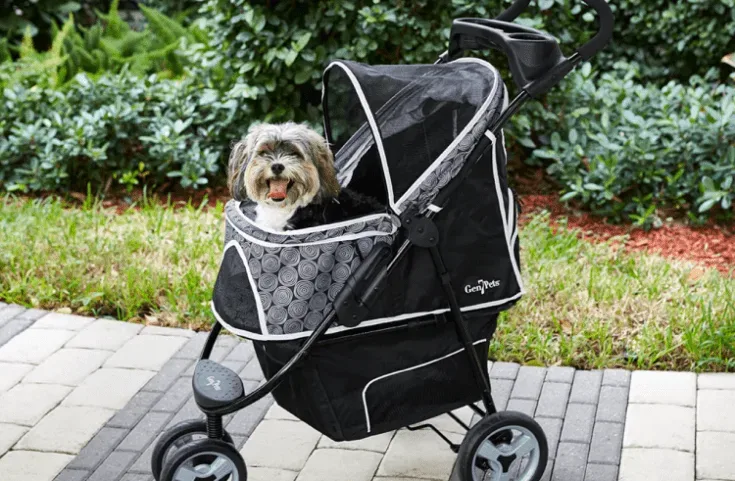 dog in a stroller