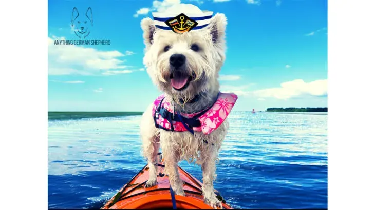 dog in cap doing kayaking