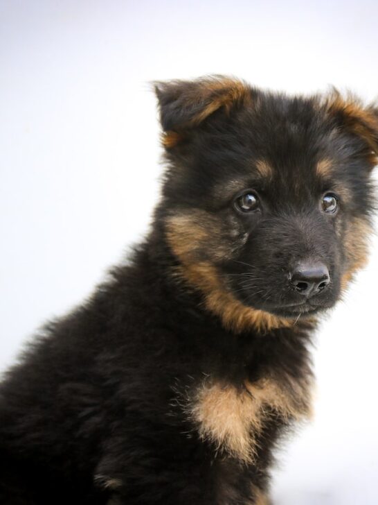 black and tan german shepherd puppy