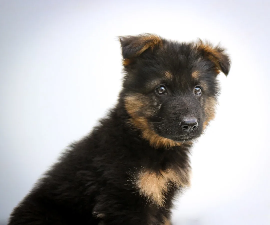 Anything German Shepherd | A Real Guide About German Shepherds