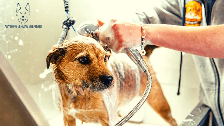 dog showering