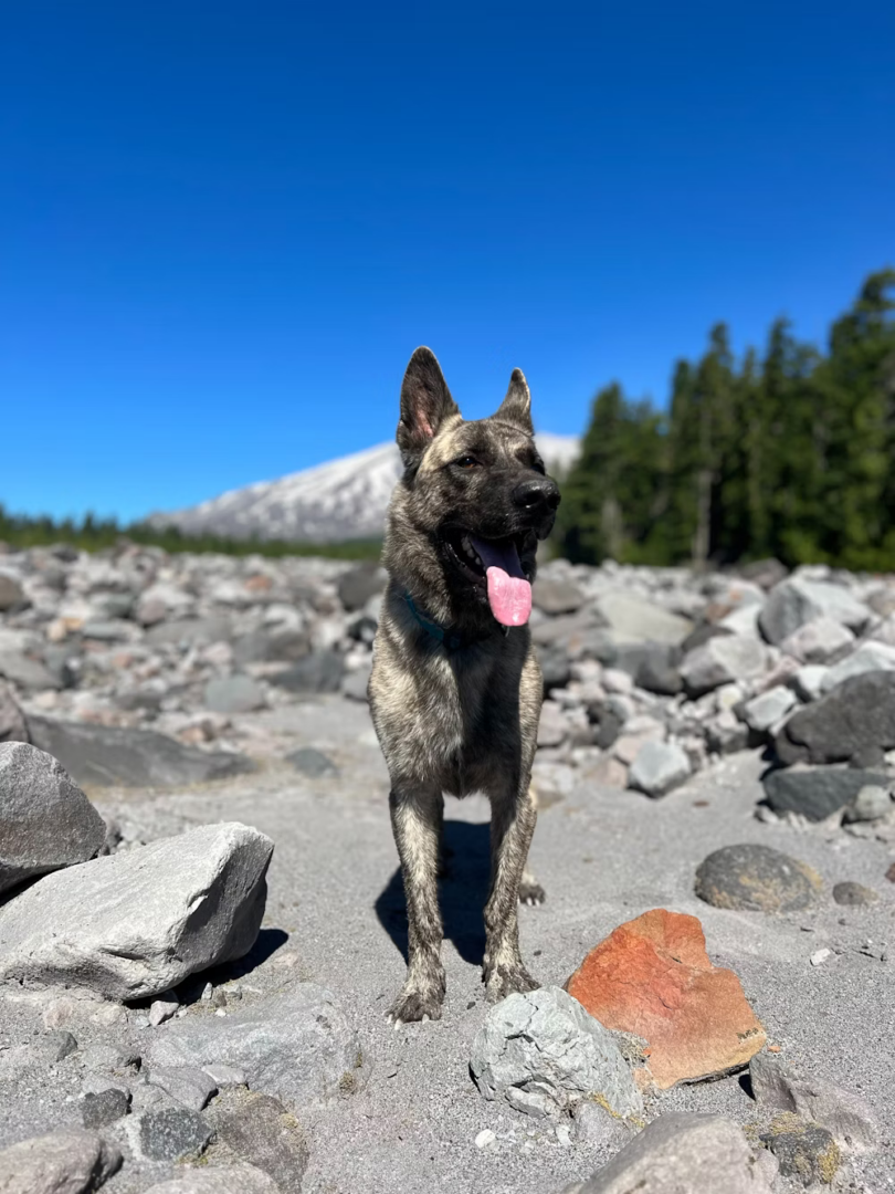 6 Best Dog Toothbrush & Toothpaste For German Shepherds