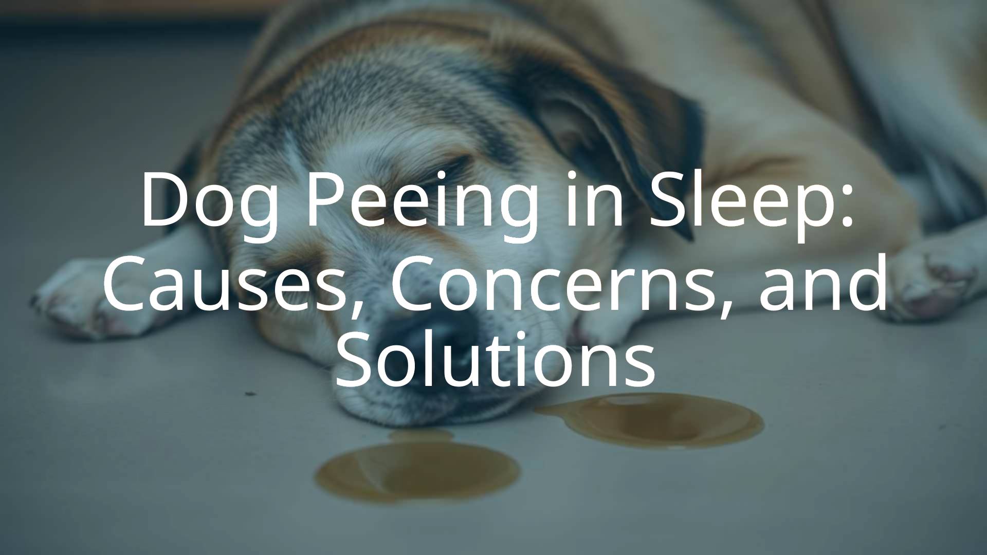 Sleeping dog with a small puddle of urine nearby, concerned expression, soft lighting, realistic.