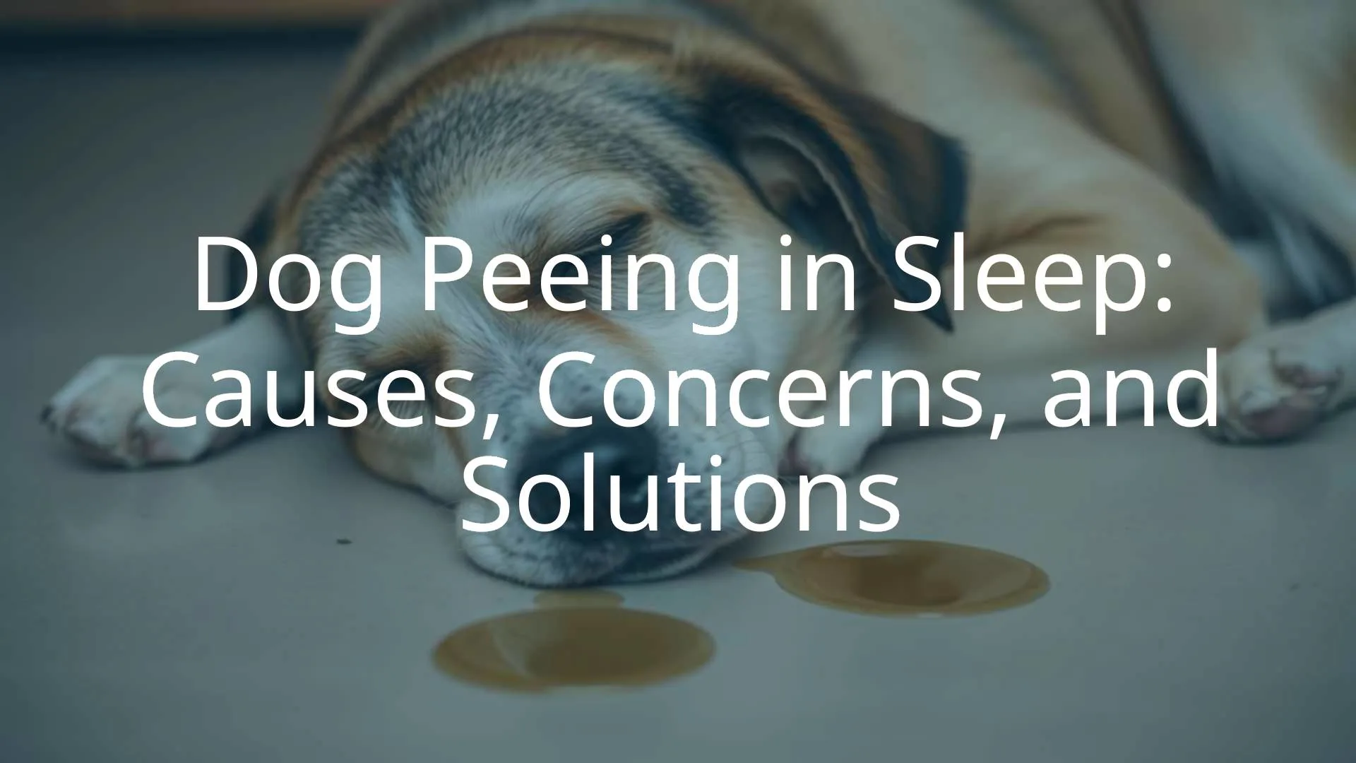 Sleeping dog with a small puddle of urine nearby, concerned expression, soft lighting, realistic.